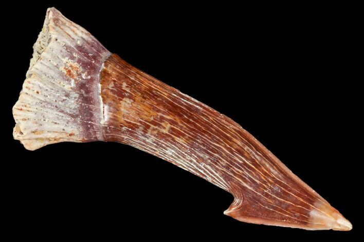 Fossil Sawfish (Onchopristis) Rostral Barb- Morocco #106445